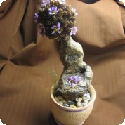 Milý dárek! Stromek s fialovými kvítky