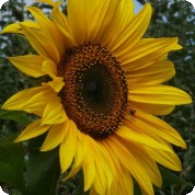 Obrázek slunečnice 